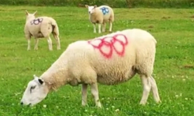 Понимание влияния маркировки животных аэрозольной краской на управление животноводством